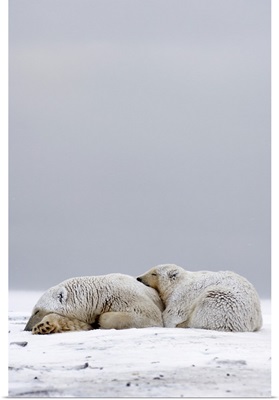 Polar Bears sleeping on the pack ice, Arctic National Wildlife Refuge, Alaska