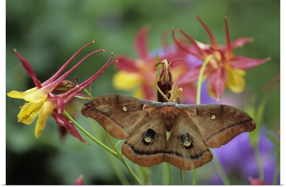 Polyphemus Moth on Columbine in Garden.