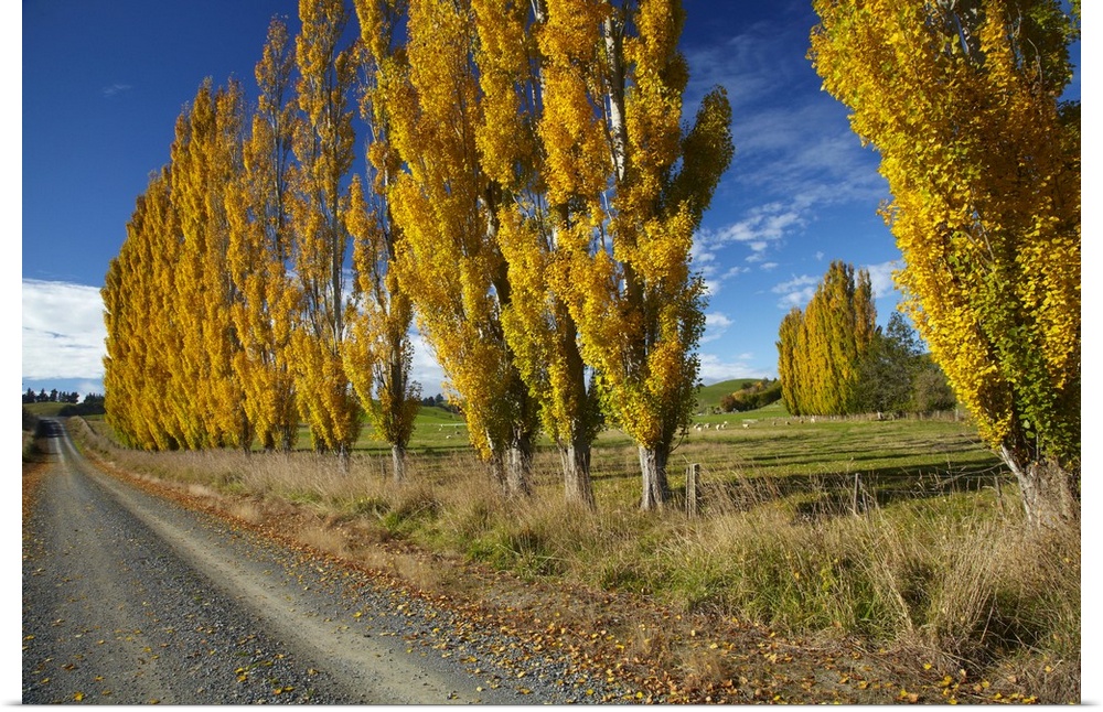 Poplar trees and farmland in autumn, near Lovells Flat, South Otago, South Island, New Zealand.