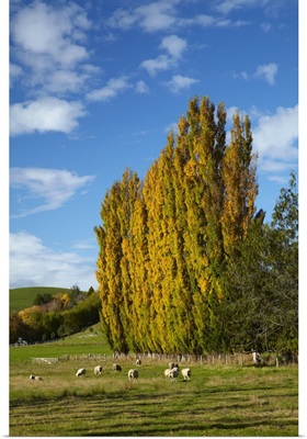 Poplar trees and farmland in autumn, near Lovells Flat, South Otago, New Zealand