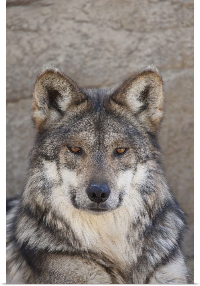 Portrait of an Adult Wolf, captive.