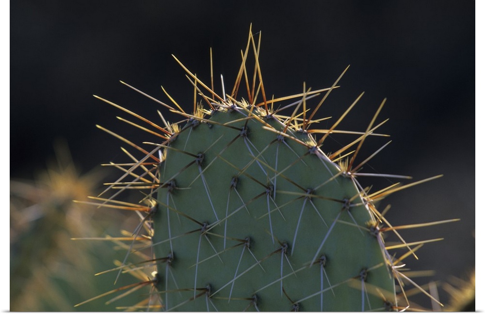 Prickly pear cactus (Opuntia spp), Saguaro National Park, Tucson, Arizona.