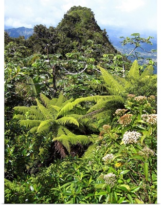 Puerto Rico, Luquillo, El Yunque National Forest, Tropical Rainforest