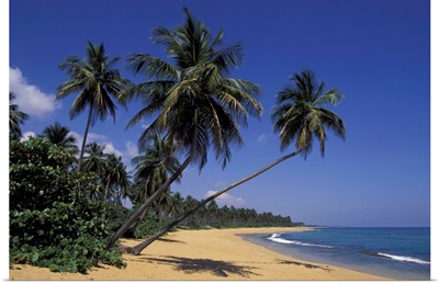 Puerto Rico Palm tree lined coastline