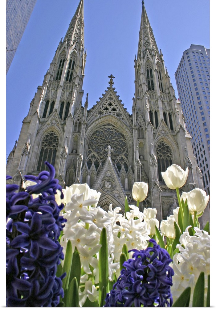 Purple and white hyacinths St. Patrick's Cathedral New York City