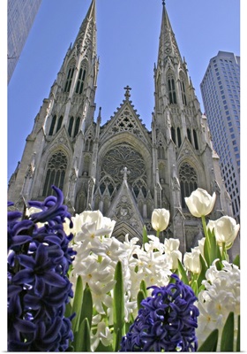 Purple and white hyacinths St. Patrick's Cathedral, NYC