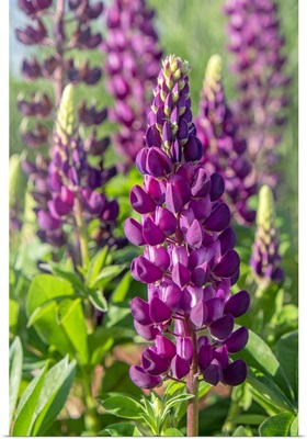 Purple Lupine, USA