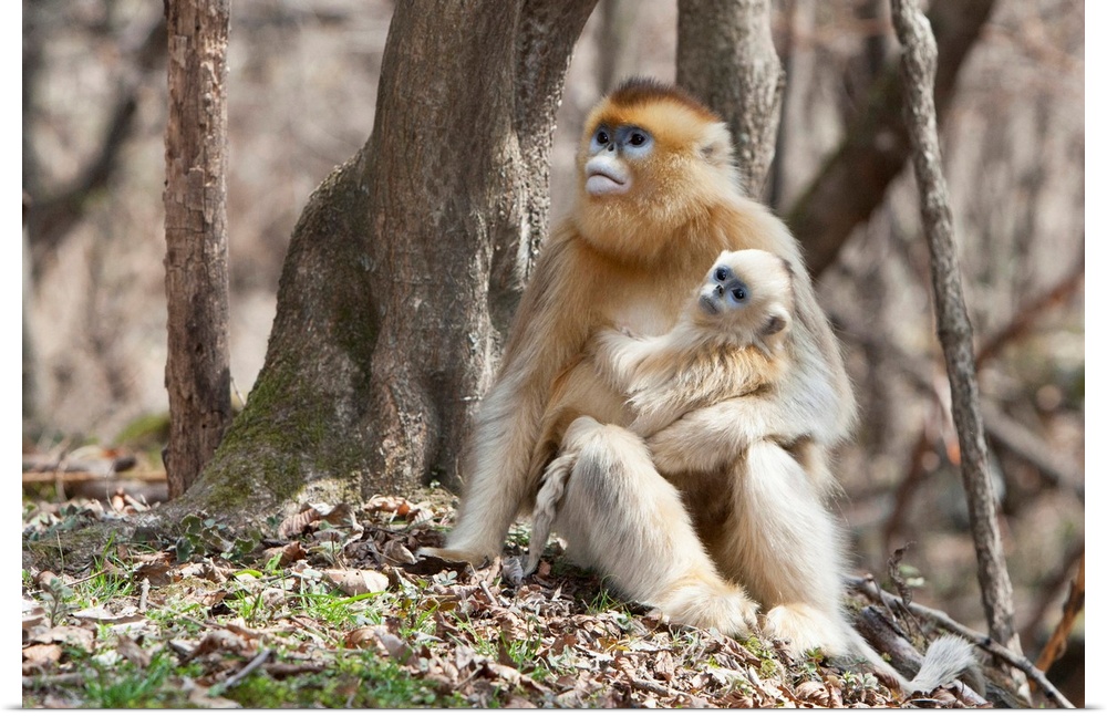 Qinling Mountains, Female Golden Monkey with youngster.