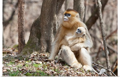 Qinling Mountains, Female Golden Monkey With Youngster