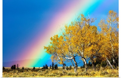 Rainbow Over Aspens, Grand Teton National Park, Wyoming