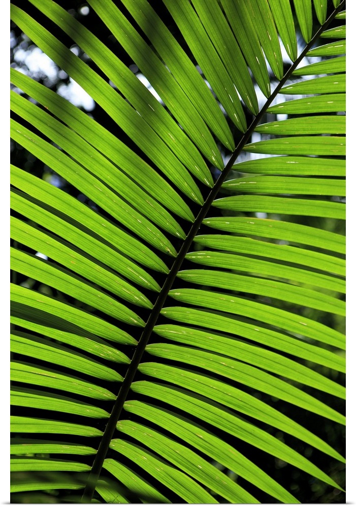 Rainforest leaf, Botanic Gardens in Cairns, Queensland, Australia.
