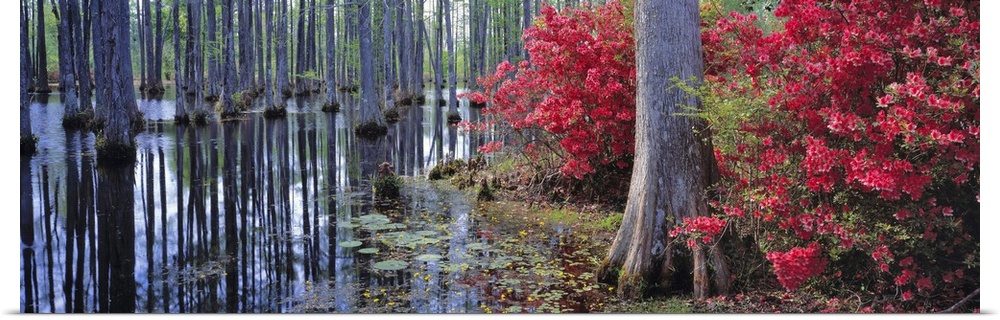 USA, South Carolina, Cypress Gardens. Red azaleas and pond lilies bloom in the spring at Cypress Gardens near Charleston, ...