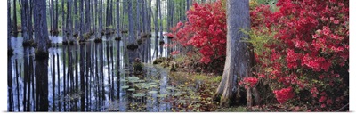 Red azaleas and pond lilies blooming, Cypress Gardens, South Carolina