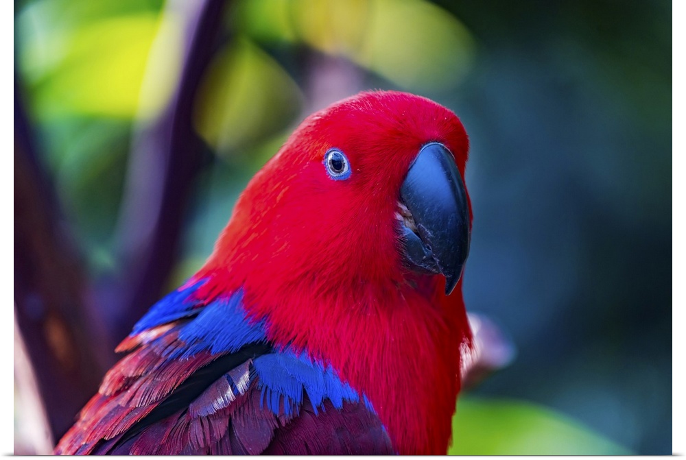 Red blue female eclectus parrot close-up native to Solomon islands, New Guinea.