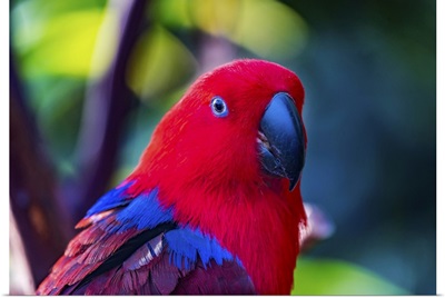 Red Blue Female Eclectus Parrot Close-Up Native To Solomon Islands, New Guinea