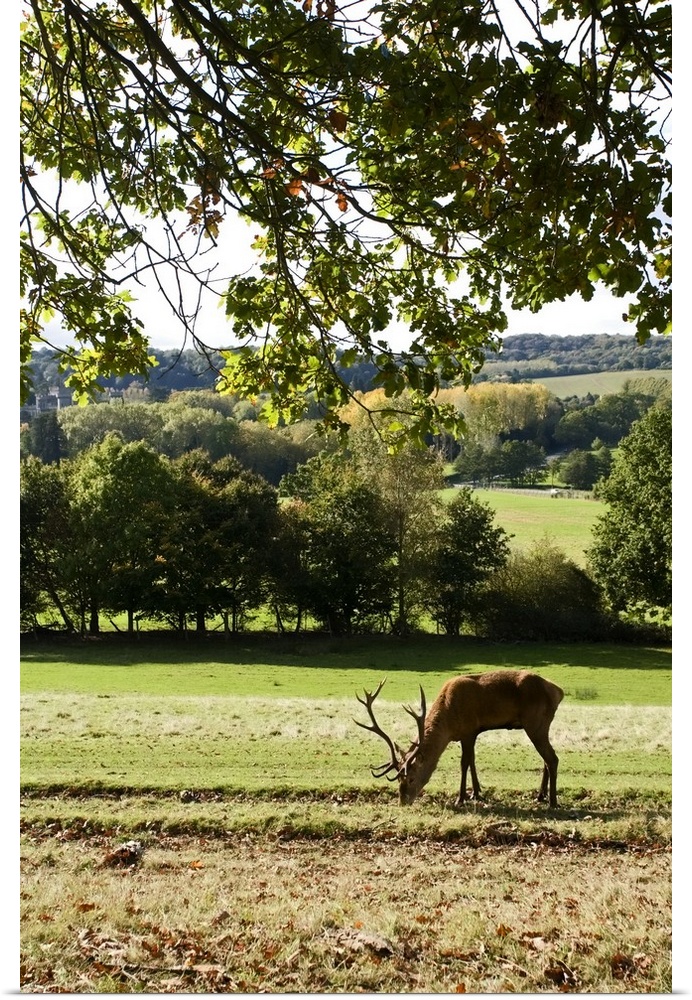 Red Deer (Cervus elephas) under oak tree in the British Countryside