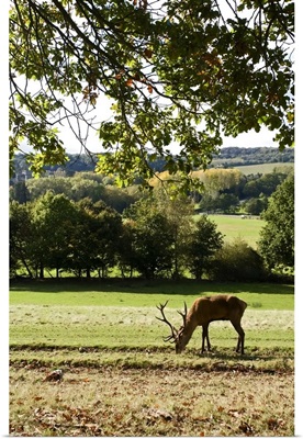 Red Deer (Cervus Elephas) Under Oak Tree In The British Countryside