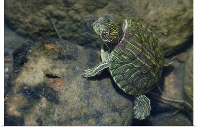 Red-eared Slider, Trachemys scripta elegans, young in creek, Willacy County, Texas