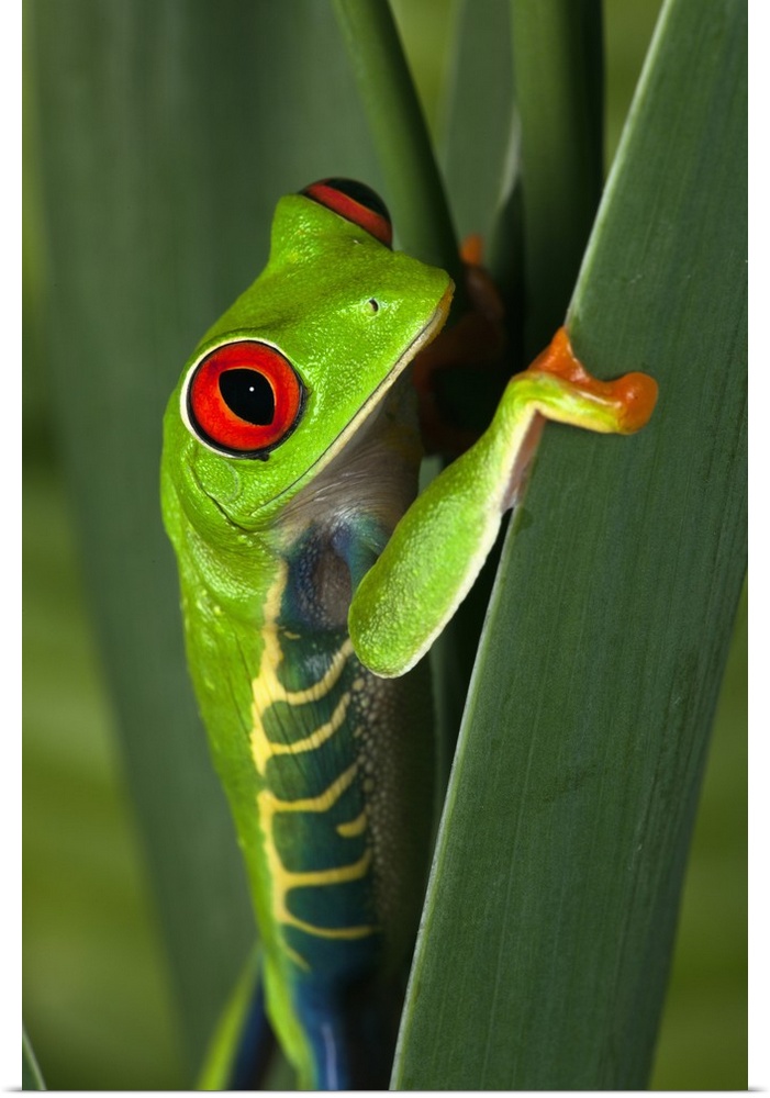 Red eyed tree frog, Agalychnis callidryas