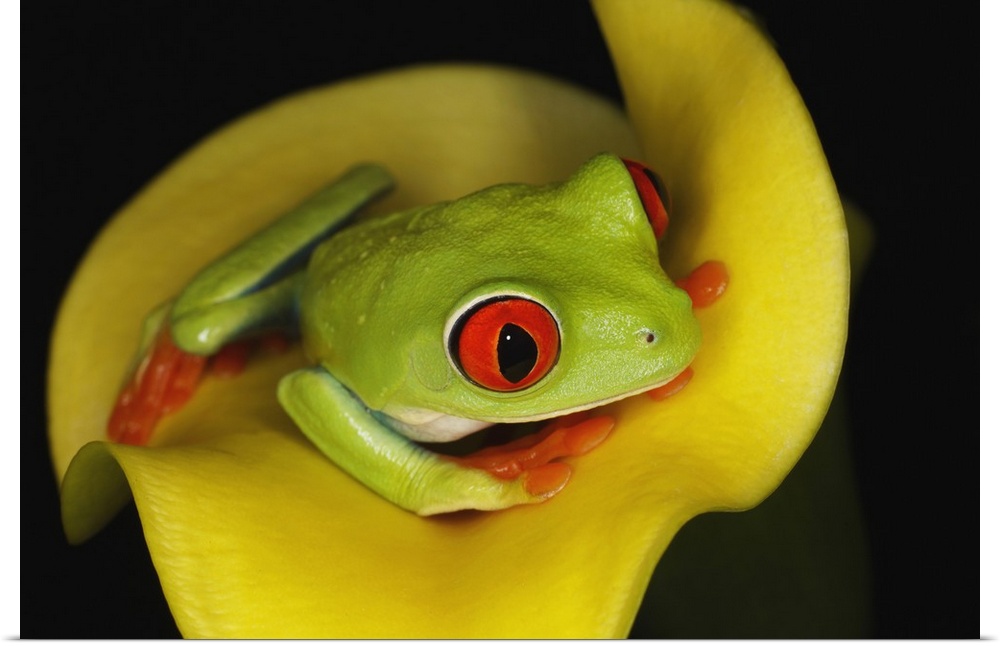 Red-eyed Tree Frog, .Agalychnis callidryas