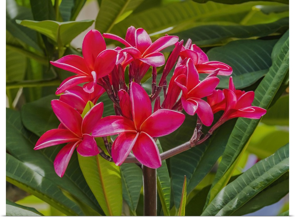 Red frangipani plumeria, Waikiki, Honolulu, Hawaii.