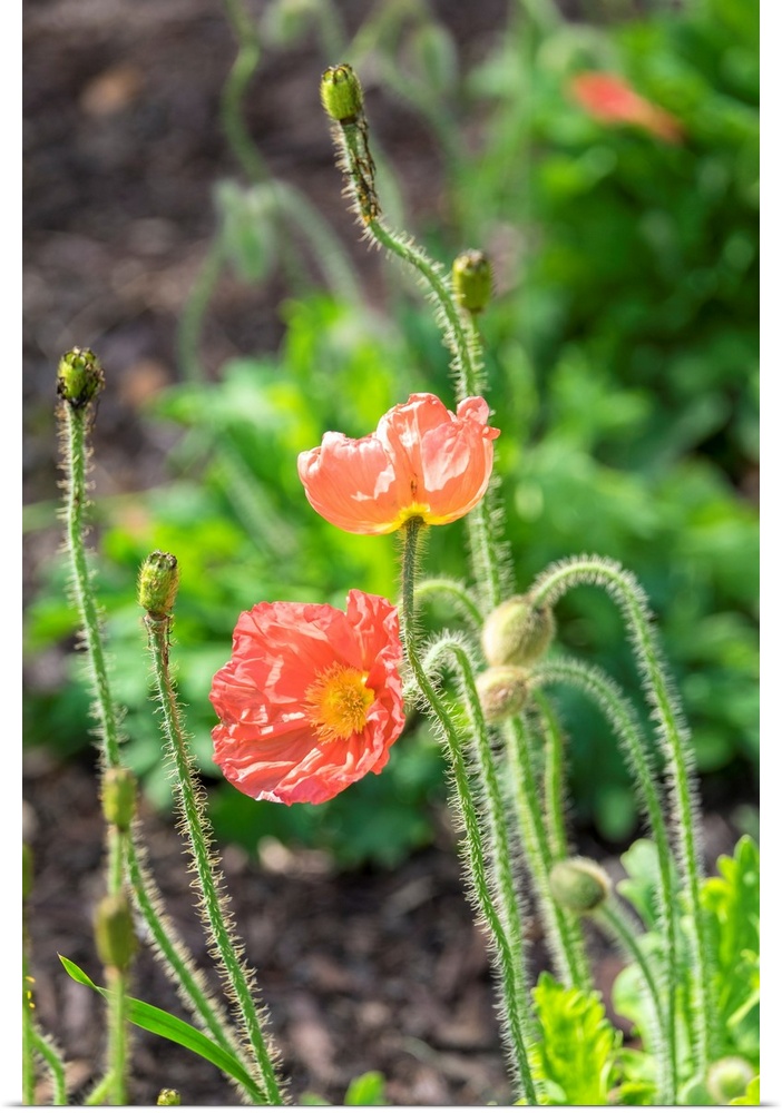 Red Poppy, garden, USA