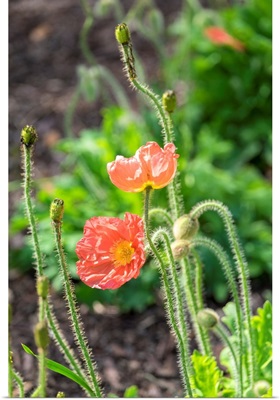 Red Poppy, Garden, USA