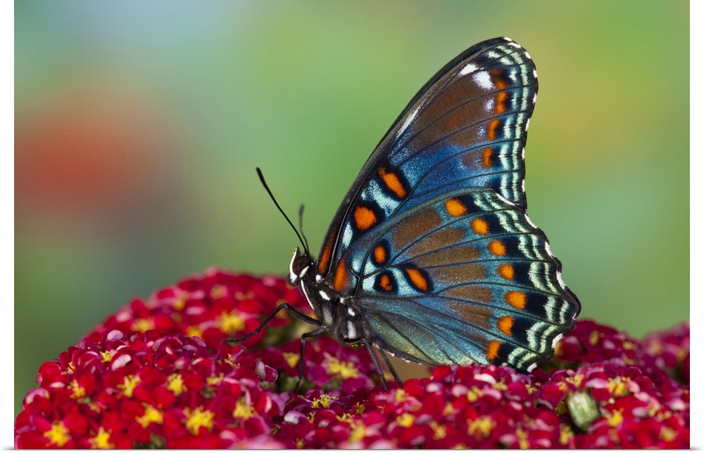 Red-Spotted Purple Butterfly.