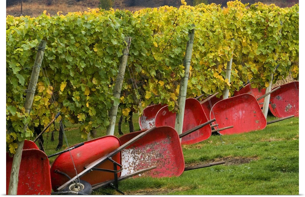 Red wheel barrows used for harvest lie on their sides at the edge of Fall-colored vines of Gehring Brothers Vineyards in O...