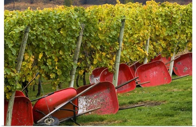 Red wheelbarrows at the edge of vines of Gehring Brothers Vineyards in Okanagan Valley