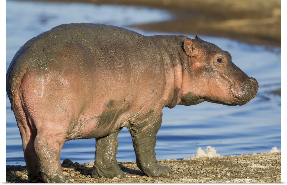 Reddish very young hippo stands on shoreline of Lake Ndutu, profile view, eye looking at camera.