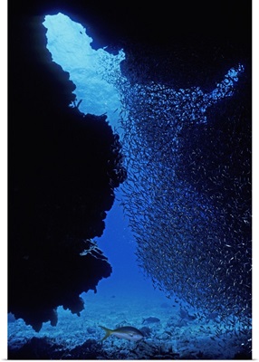 Reef Silverside, Allanetta harringtonensis