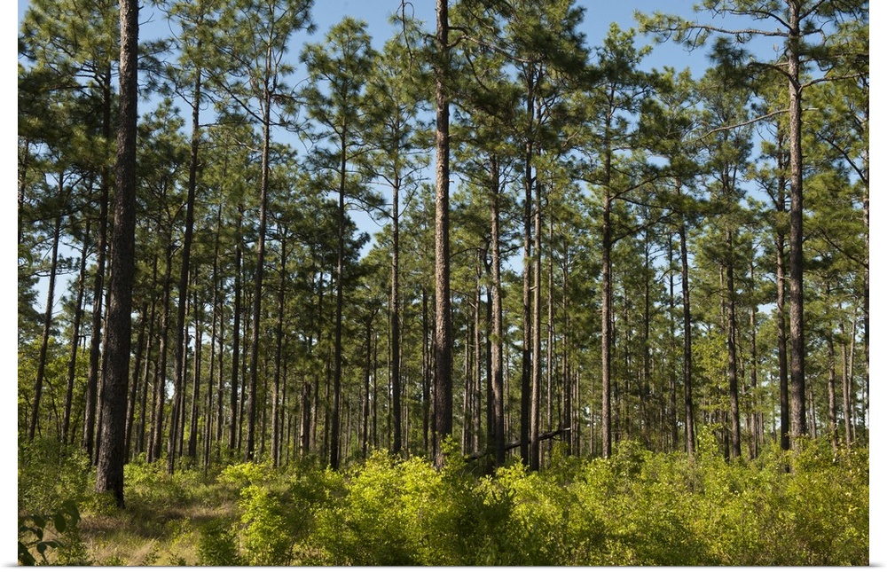 Remaining 3 of the Longleaf Pine Forest (Pinus palustris), Telfair County, Georgia, USA.