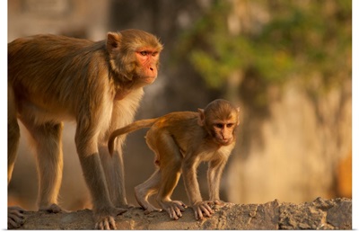 Rhesus Monkey Mother And Baby, Monkey Temple, Jaipur, Rajasthan, India.