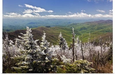 Rim ice on trees, Great Smoky Mountains National Park, Tennessee