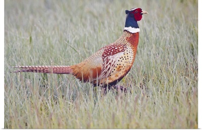 Ring-necked Pheasant male in dew-covered grass