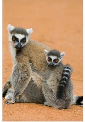 Ring-Tailed Lemurs, (Lemur Catta), Berenty Reserve, MADAGASCAR