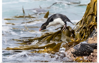 Rockhopper Penguin (Eudyptes Chrysocome), Falkland Islands
