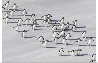 Rockhopper penguin landing
