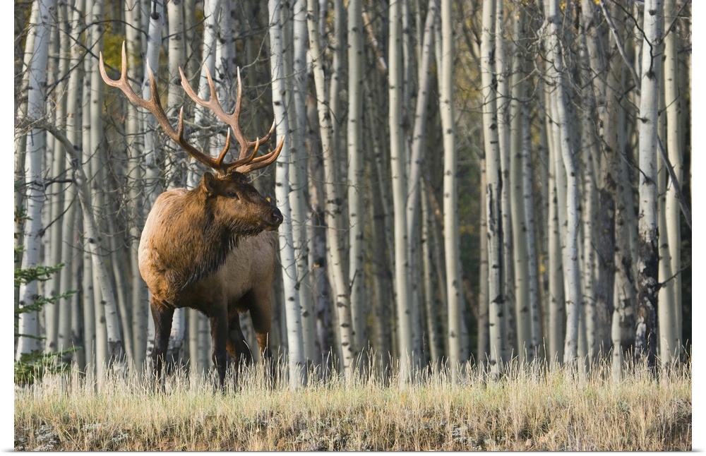 Rocky mountain bull elk, aspen forest.
