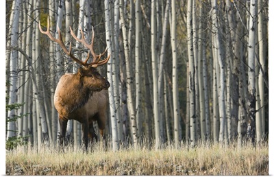 Rocky Mountain Bull Elk, Aspen Forest