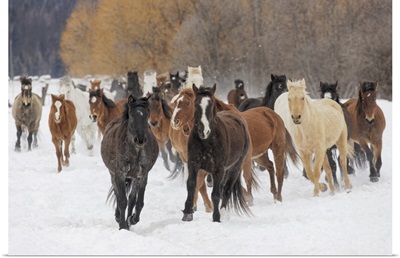 Rodeo Horses Running During Winter Roundup, Kalispell, Montana