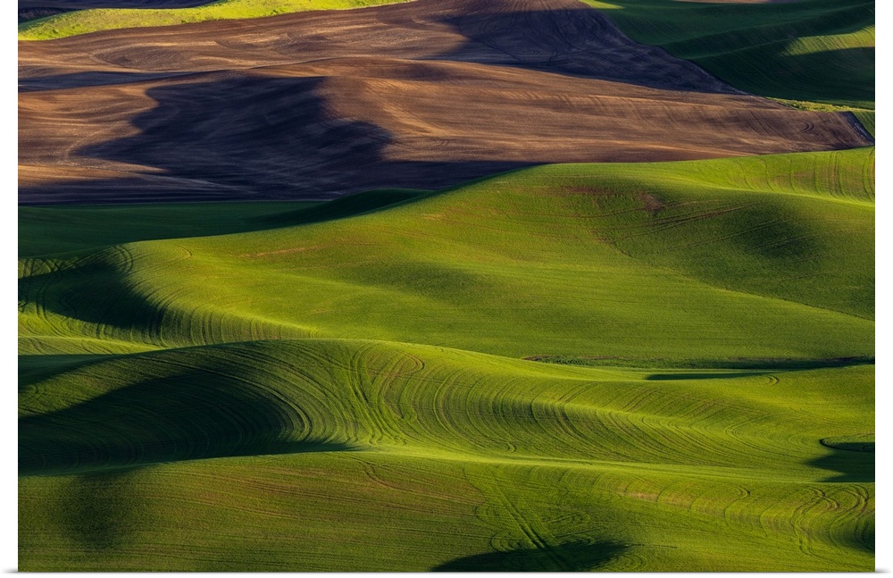 Rolling hills of wheat from Steptoe Butte near Colfax, Washington State, USA.