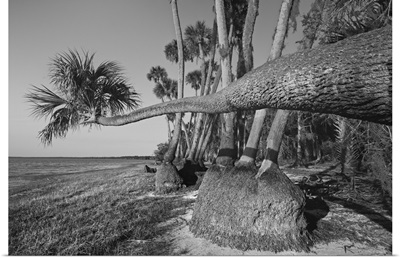 Sable Palm Tree Along Shoreline Of Harney Lake At Sunset, Florida