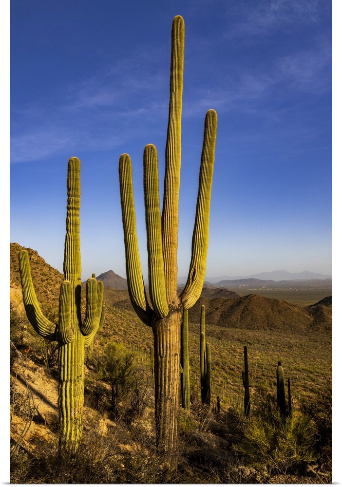 Saguaro Cactus along the Hugh Norris Trail in Saguaro National Park in Tucson, Arizona, USA.