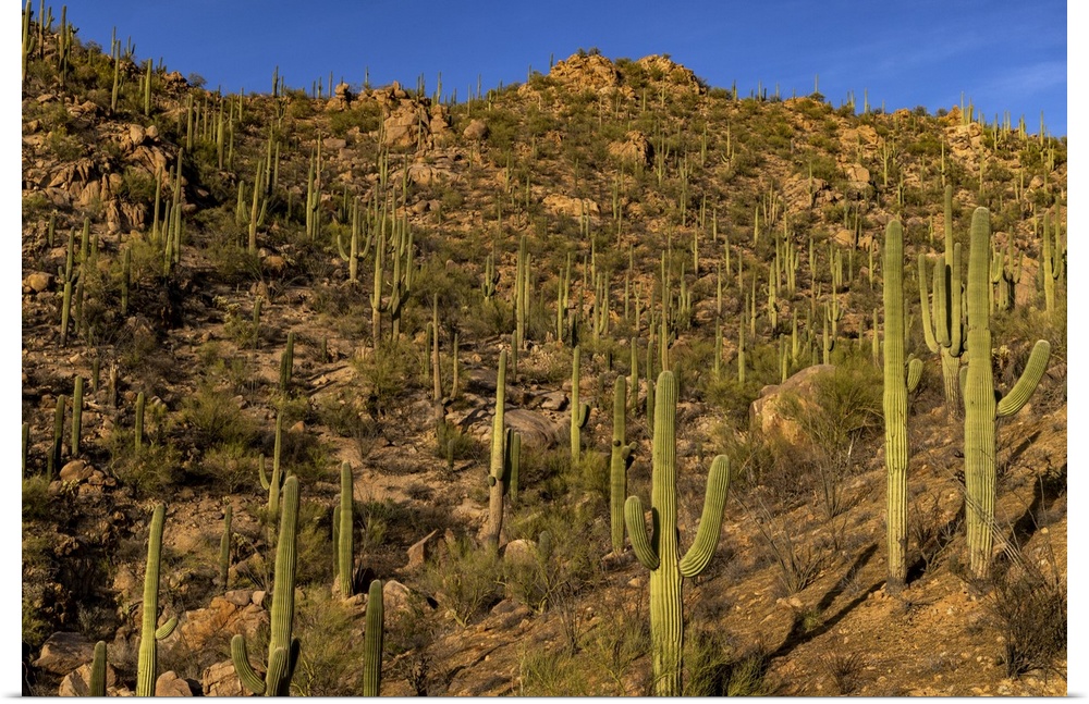Saguaro Cactus along the Hugh Norris Trail in Saguaro National Park in Tucson, Arizona, USA.