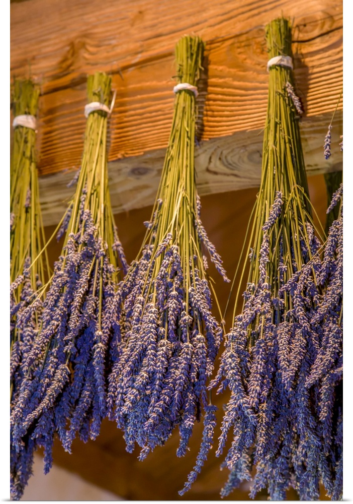 San Juan Island, Washington State, USA. Bunches of lavender hung to dry. United States, Washington State.
