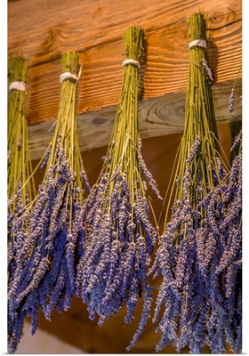 San Juan Island, Washington State, USA, Bunches Of Lavender Hung To Dry