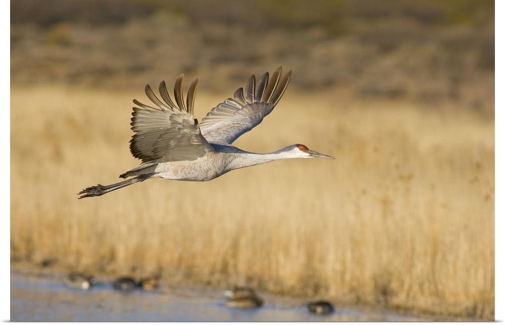 Sandhill crane, grus canadensis, takes flight from a farm pond in early morning, Bosque del Apache National Wildlife Refug...