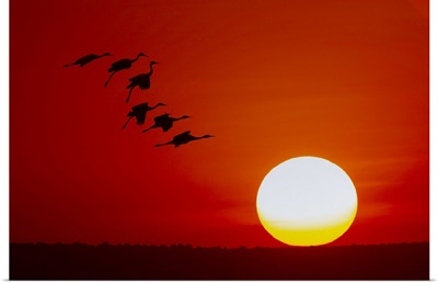 Sandhill Cranes Flying At Sunset, Bosque Del Apache National Wildlife Refuge, New Mexico